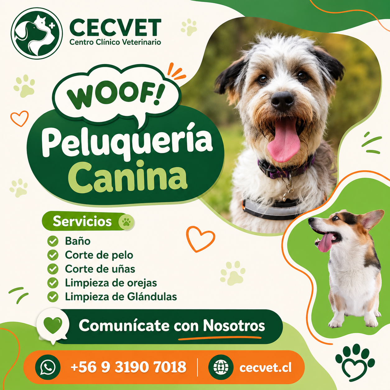 Peluquería Canina y Felina